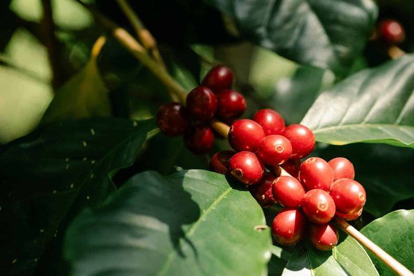 Comment organiser une visite des plantations de café en Colombie ?